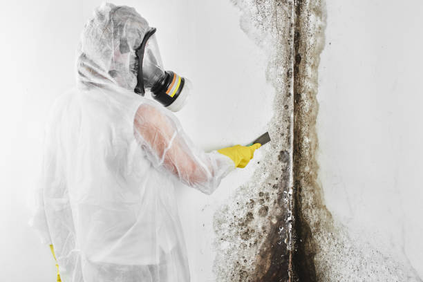 Best Crawl Space Mold Removal  in Paris, TN