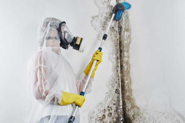Best Local Mold Removal Service  in Paris, TN