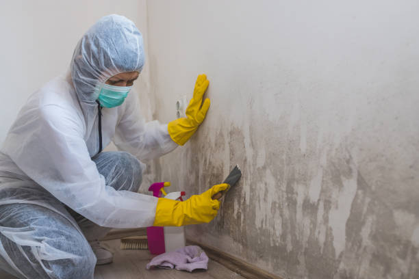Best Home Mold Removal  in Paris, TN