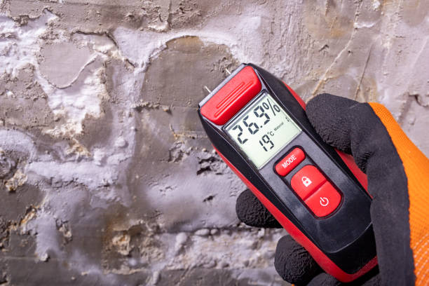Best Mold Remediation Experts  in Paris, TN