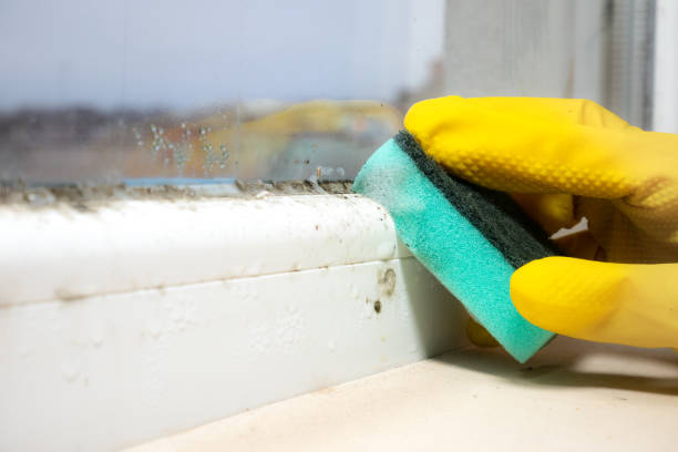 Best Mold Cleaning Services  in Paris, TN