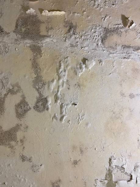 Best Office Mold Removal Services  in Paris, TN
