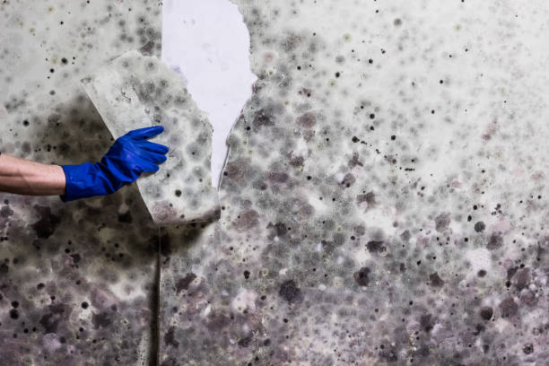 Best Same-Day Mold Removal  in Paris, TN